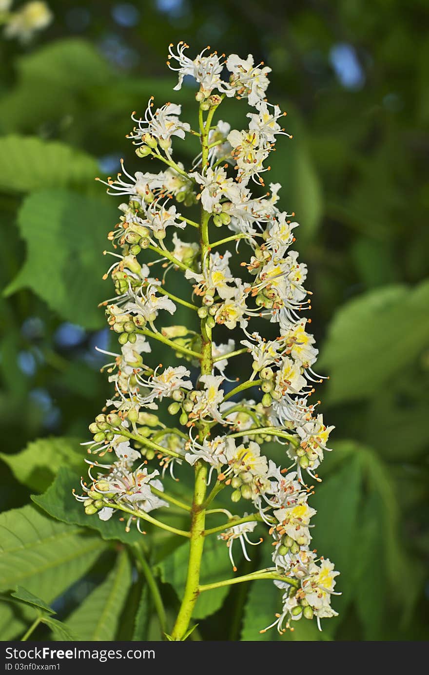 White small flowers chestnut spring leaves. White small flowers chestnut spring leaves.