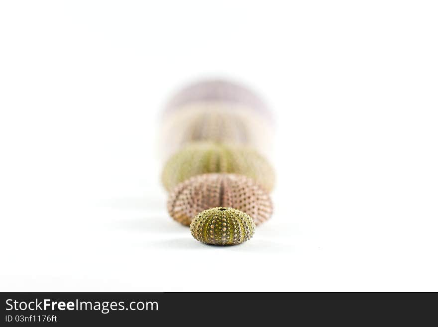 Urchin on sand isolated on white