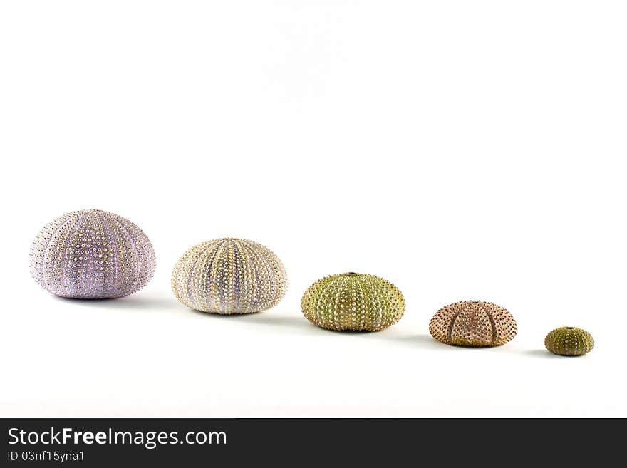 Urchin on sand isolated on white