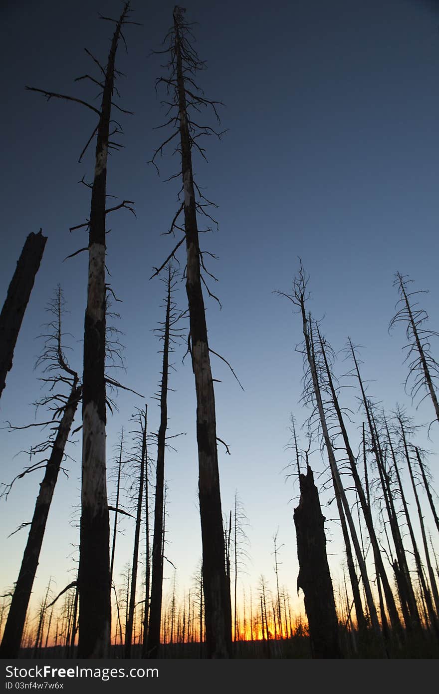 The Dead Forest