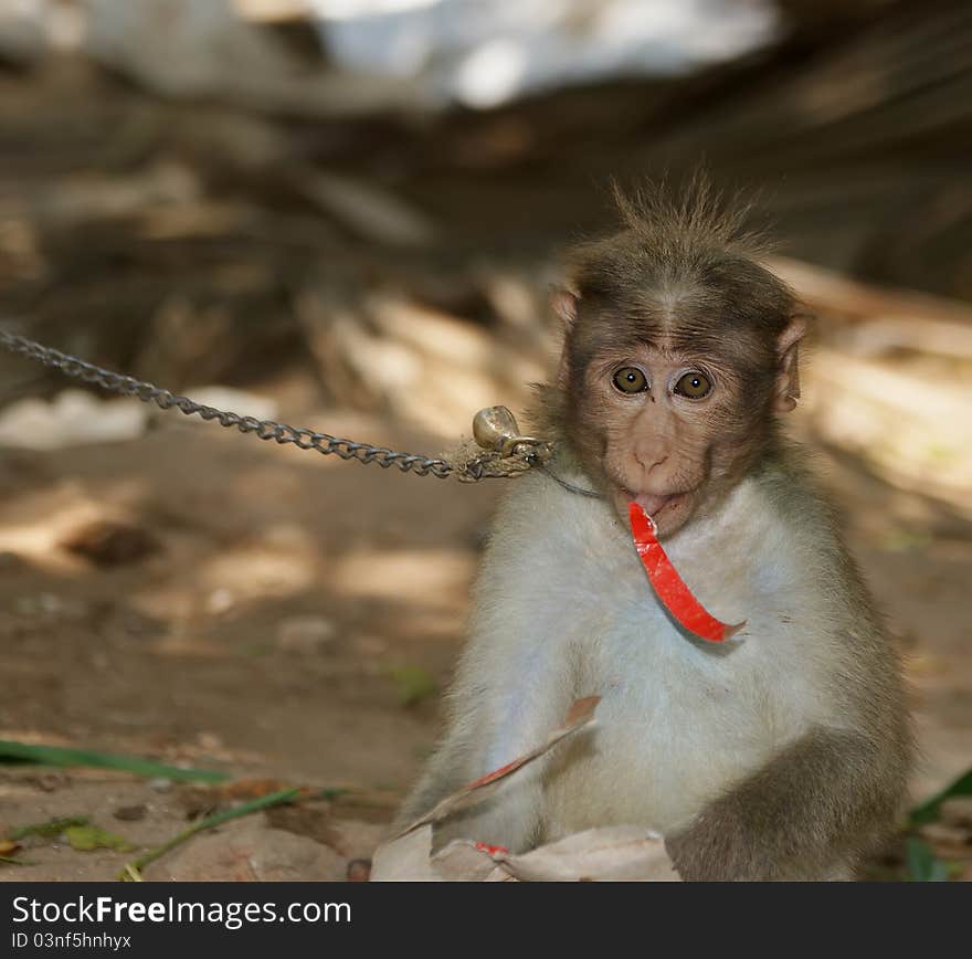 Monkey (macaque) in a natural environment, South India, Kerala