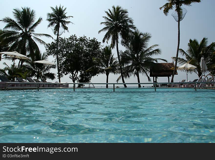 Coconut palms around the pool