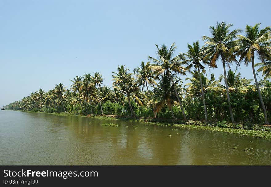 Coconut palms on the shore of the lake. Kerala, South India