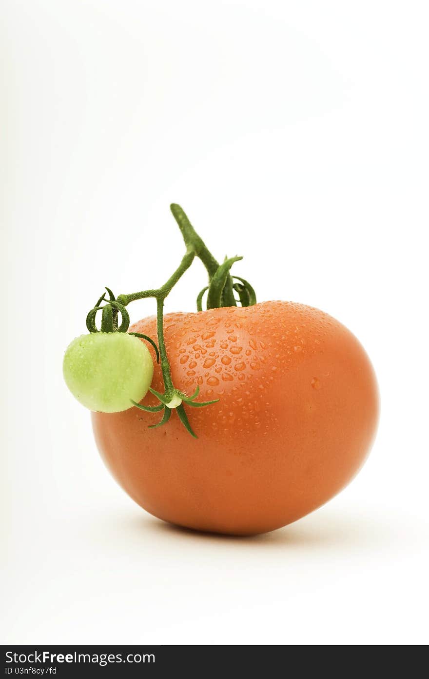 A ripe red tomato with a small green tomato. A ripe red tomato with a small green tomato.