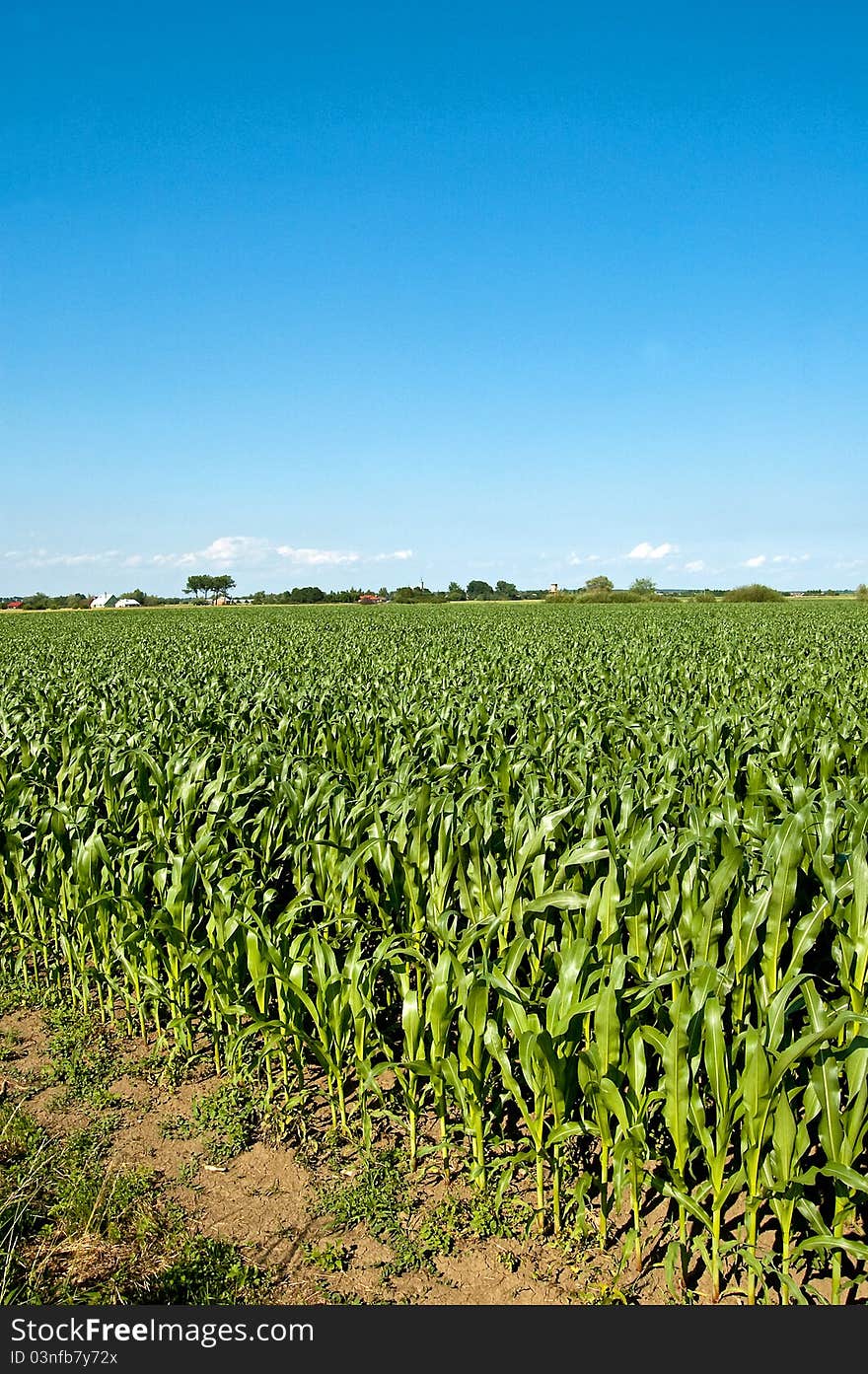 Green maize field