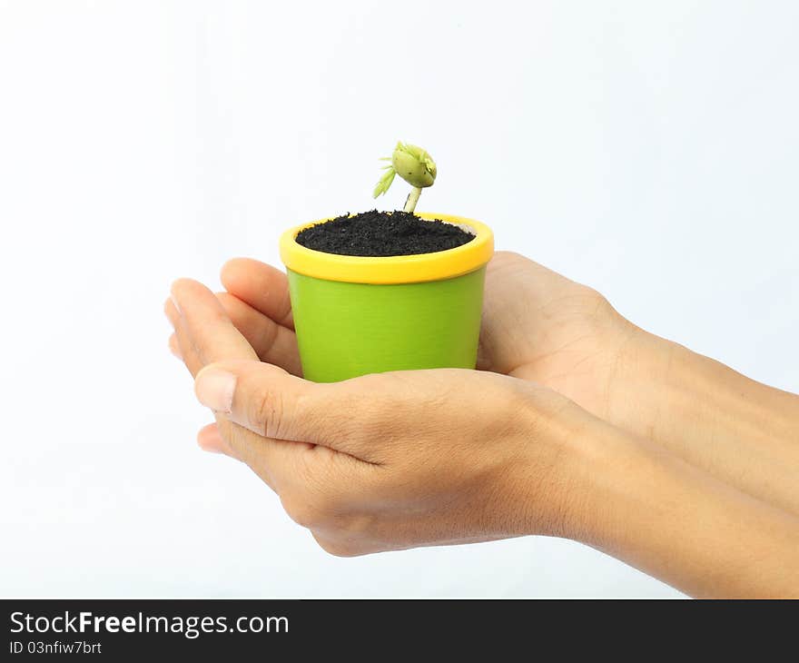 The young plant of the tamarind in a hand on white background