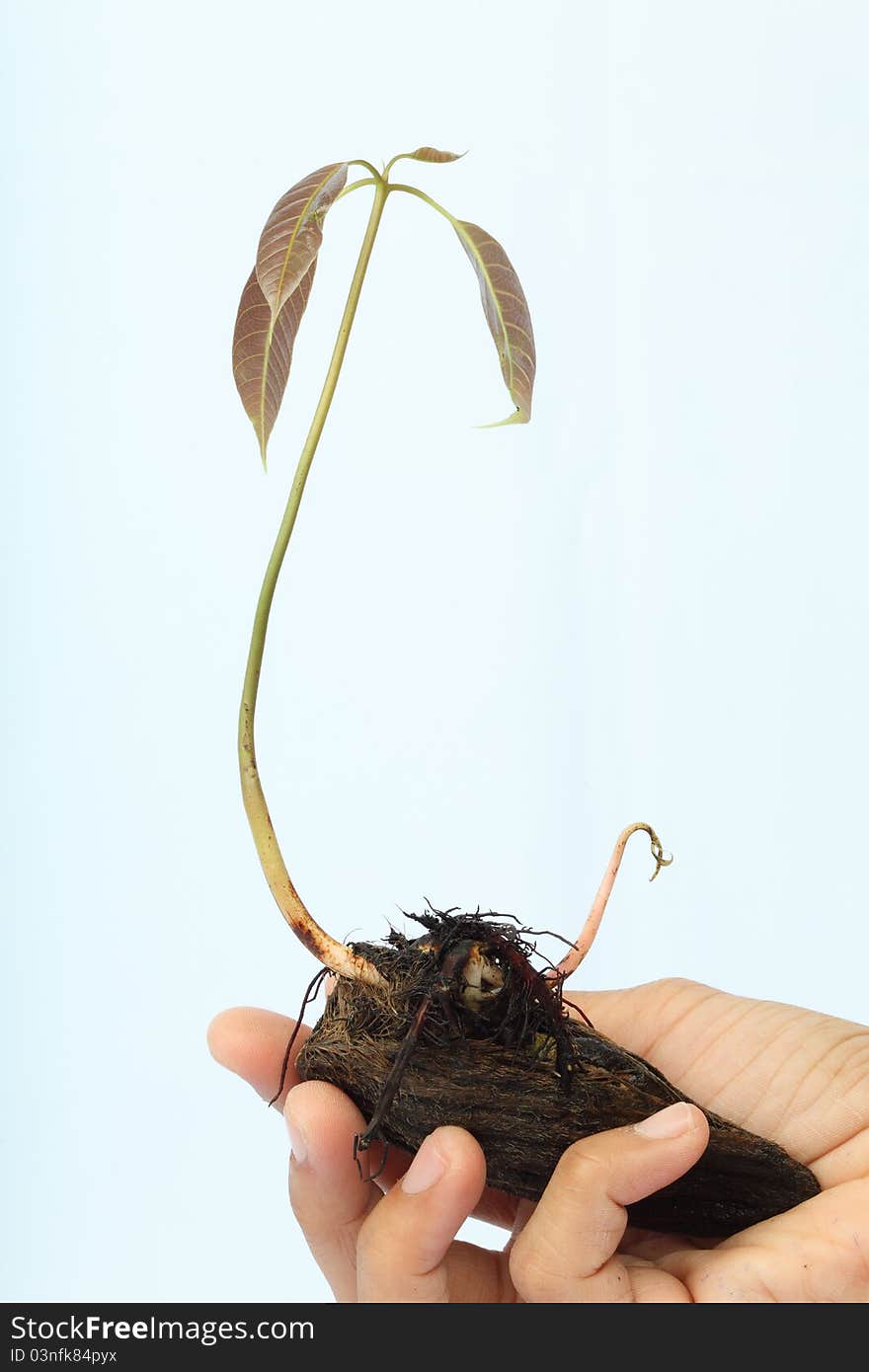 The mango has just to grow young is in a hand on white background