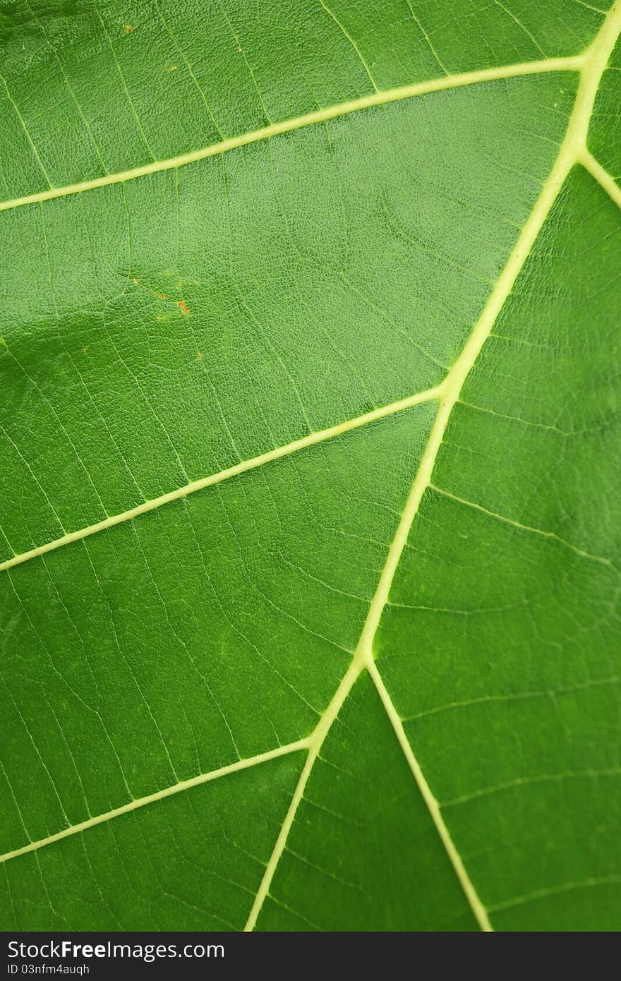 The detail of green leaf in the rainy season