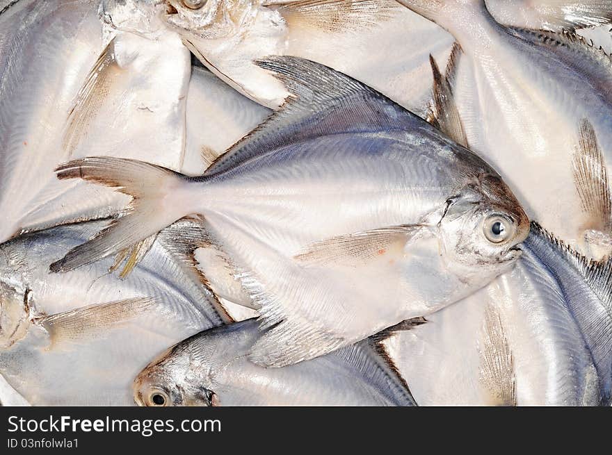 Assortment Of White Pomfret Fishes