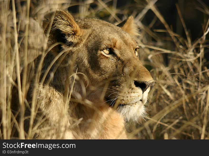 Young Lioness watching its prey in long grassland in Africa. Young Lioness watching its prey in long grassland in Africa