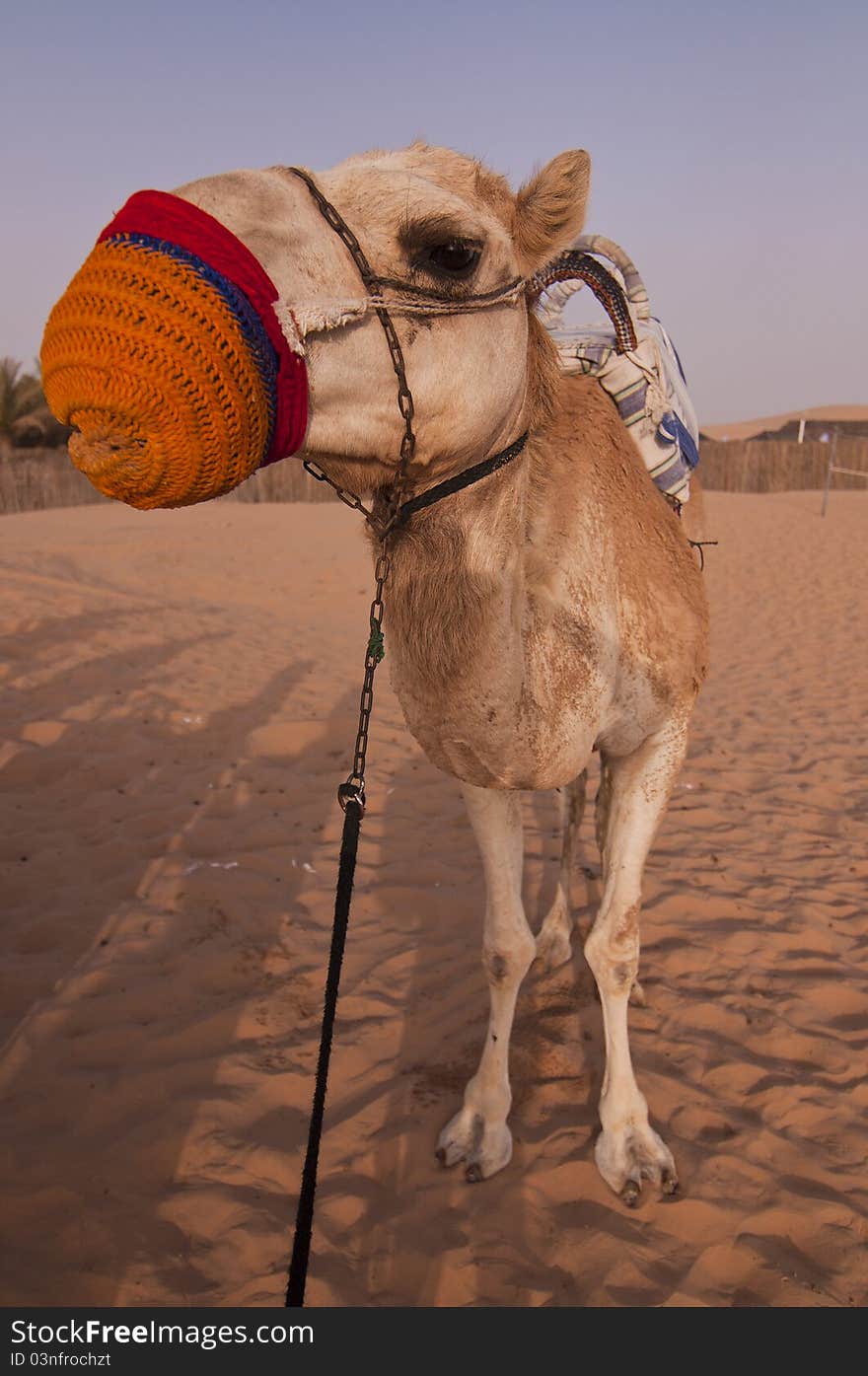 Camel tied up outside Locals tents in the Arabian desert. Camel tied up outside Locals tents in the Arabian desert