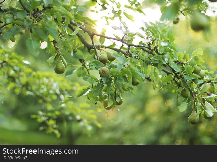 Pears in the garden