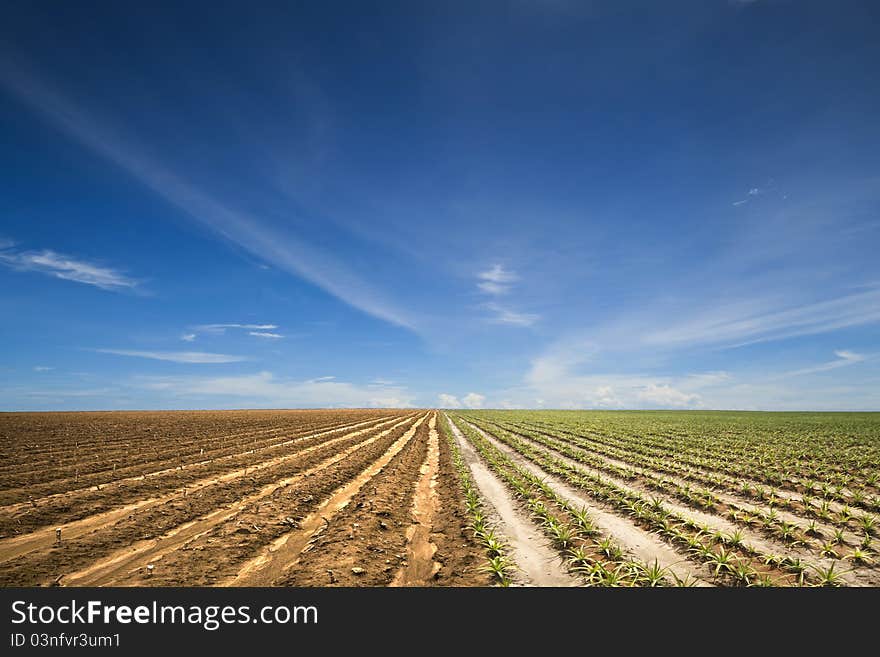 Creative Concept : Two kind of plants in the same field, Pine apple and Cassava. Creative Concept : Two kind of plants in the same field, Pine apple and Cassava