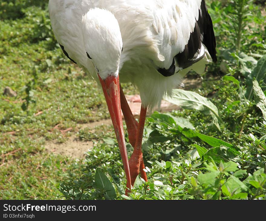 White Stork