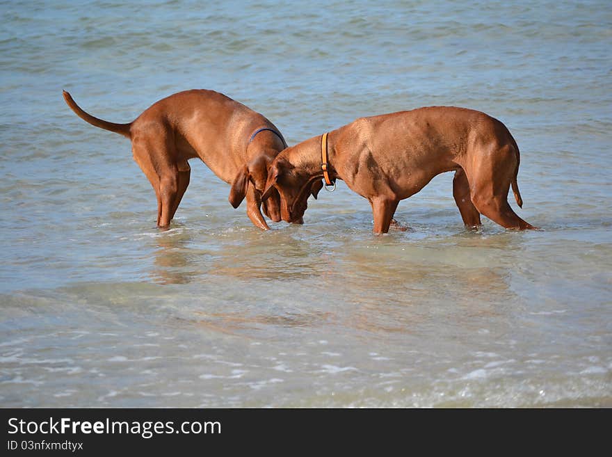 Clam Digging Dogs