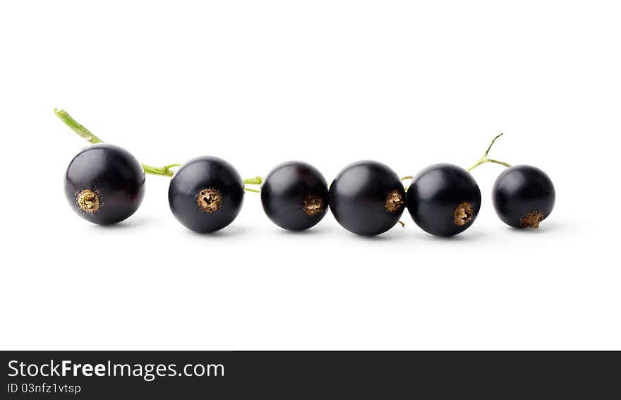 Branch of black currant