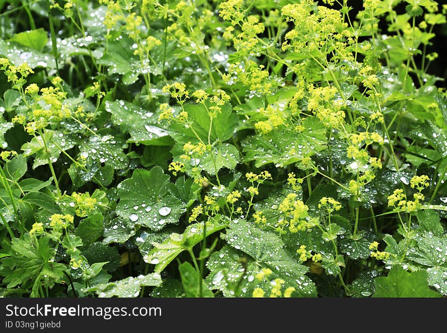 Water drops on yellow meadow flowers. Water drops on yellow meadow flowers