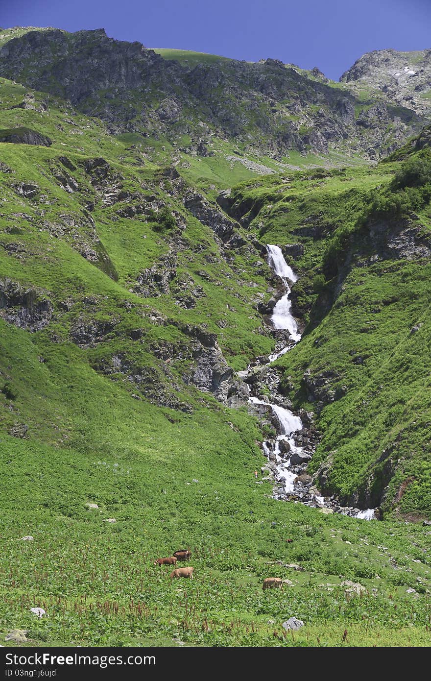 Cows grazed about waterfall