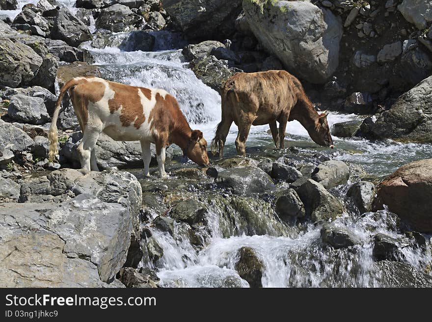 Cows drinking from mountain river