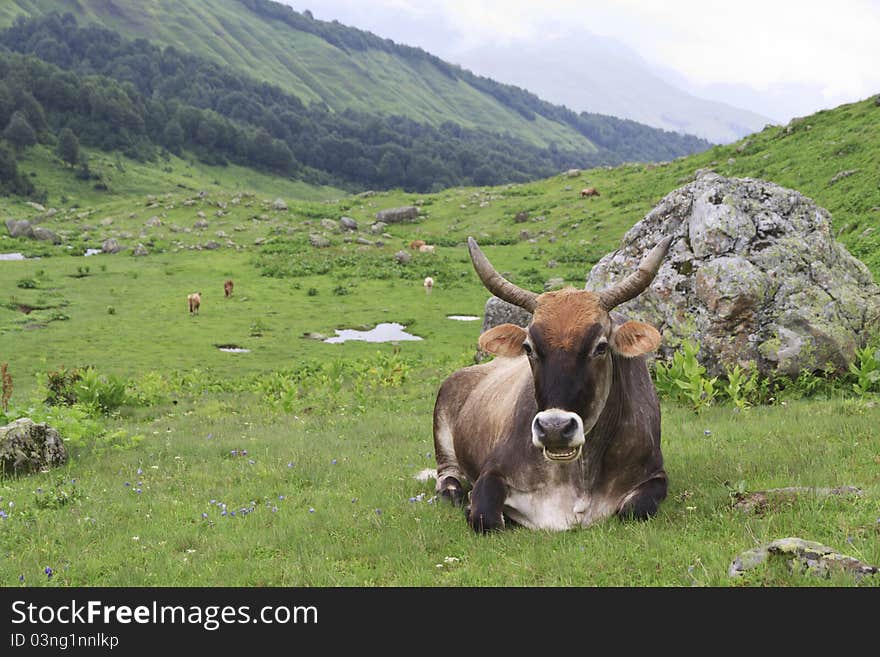 Cow grazing in alpine meadow