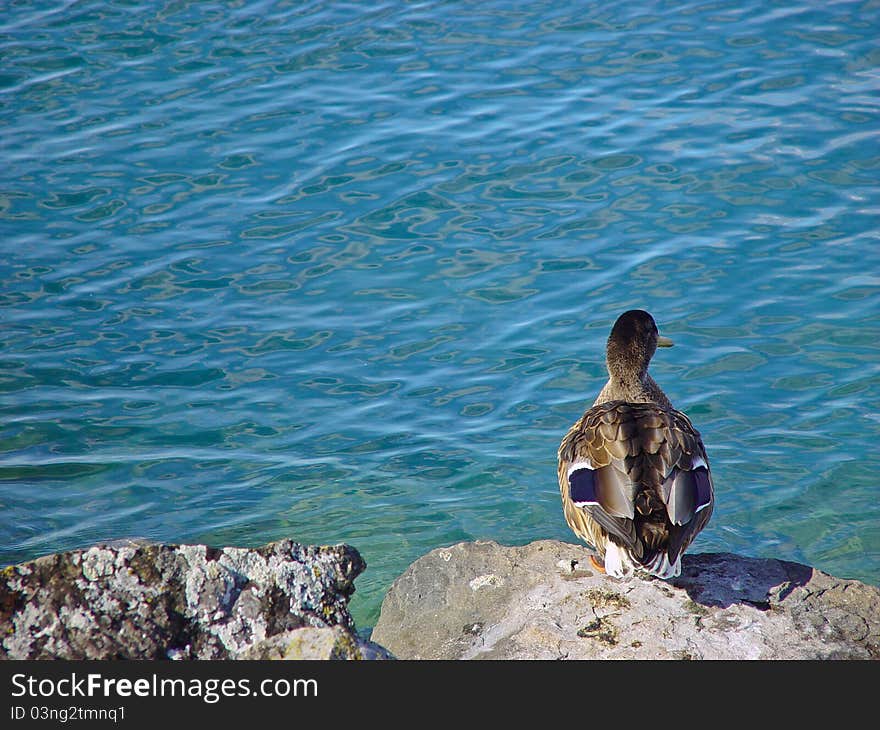 Duck looking at the water