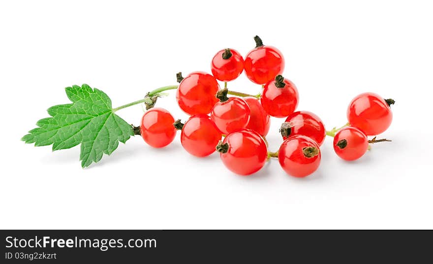 Sprig of red currant with leaf