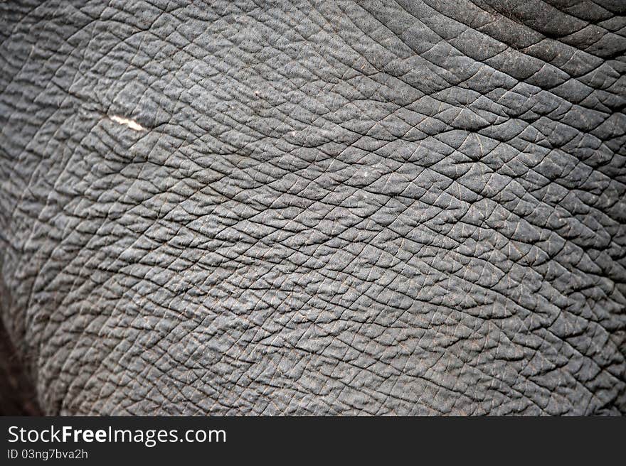 Close up of elephant skin