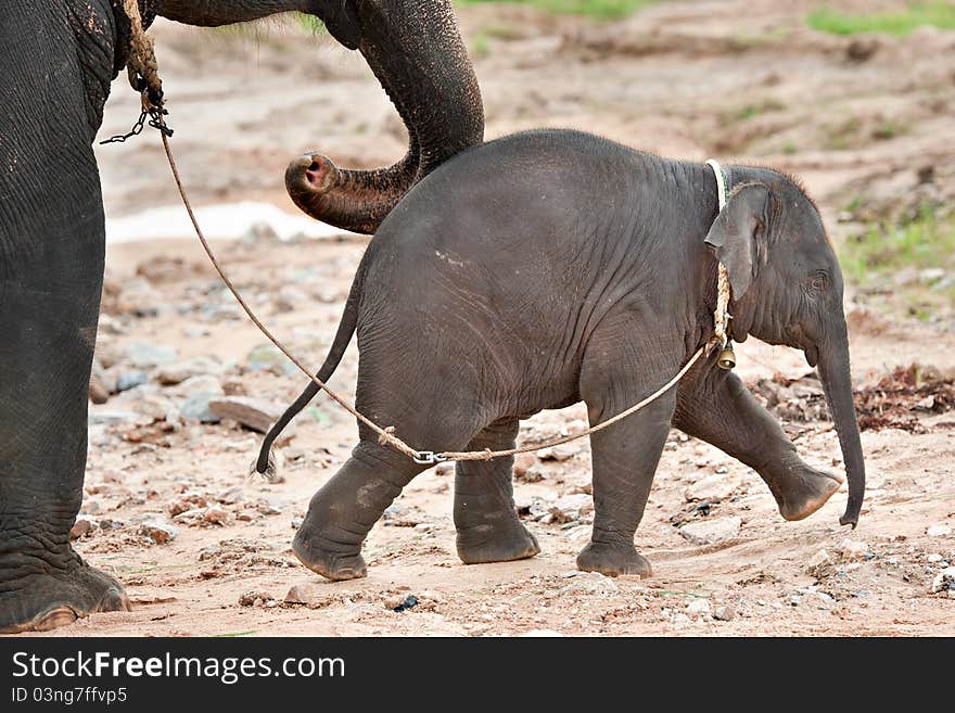 Baby elephant walking with mother