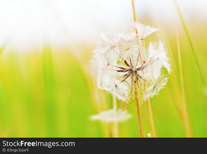 Dandelion In The Wind