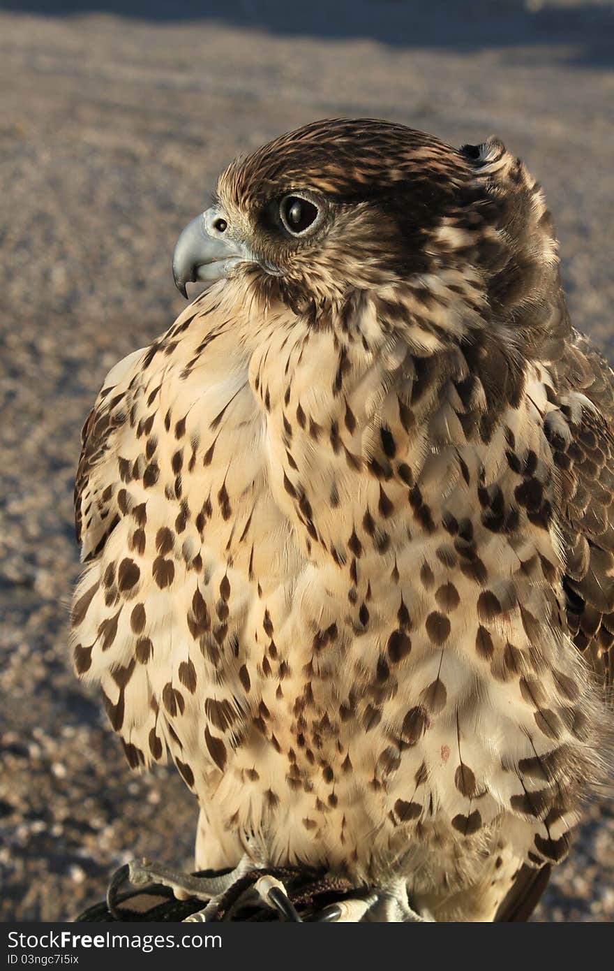 Arabian falcon in falconry trip, Kuwait desert