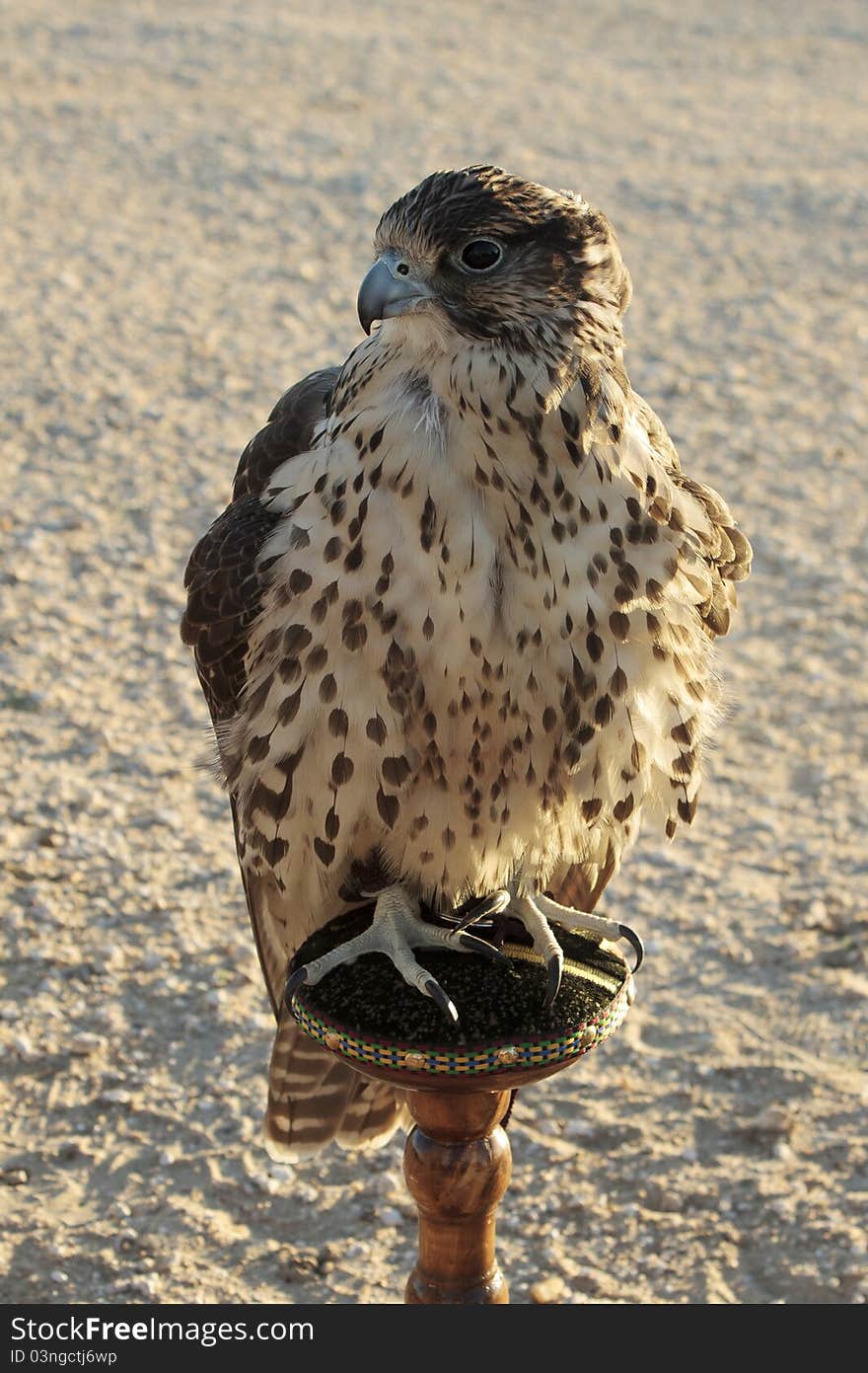 Arabian falcon in falconry trip, Kuwait desert