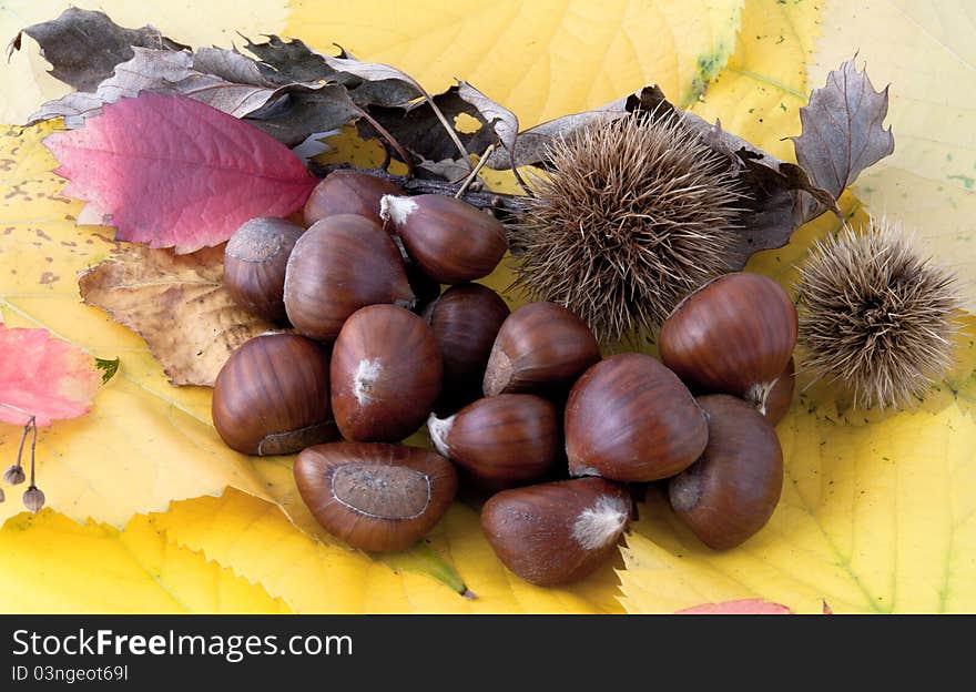 Autumnal fruit composition with chestnuts, burs and twigs on dry leaves. Autumnal fruit composition with chestnuts, burs and twigs on dry leaves