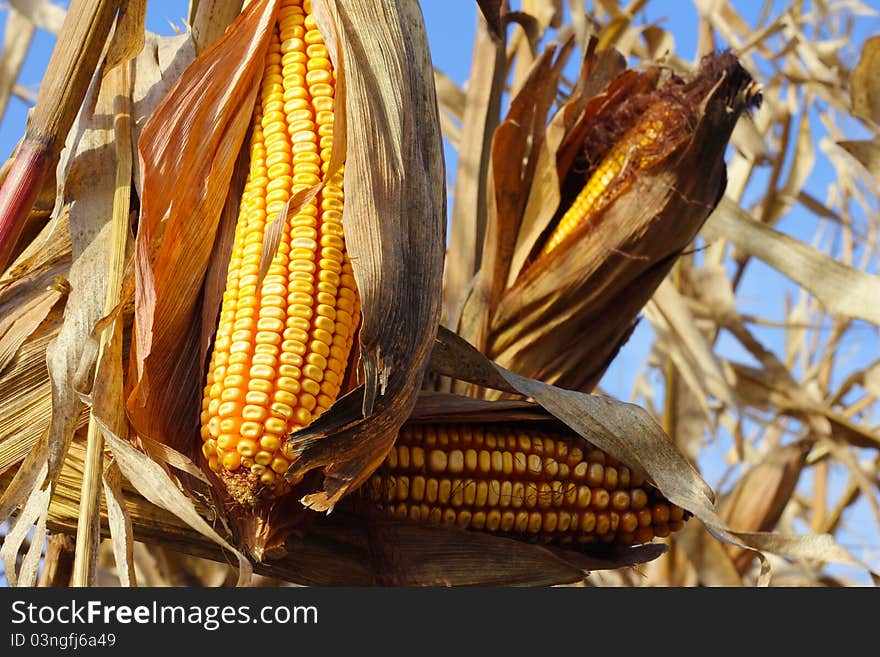 Yellow corn in a field is dry and ready for harvest