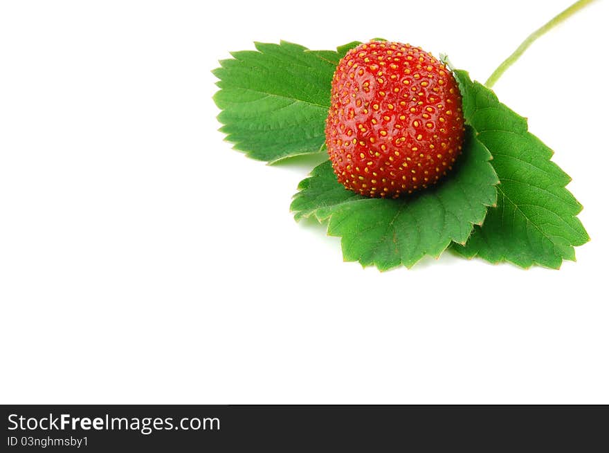 Strawberry macro with green leaves isolated on a white background with place for your text.