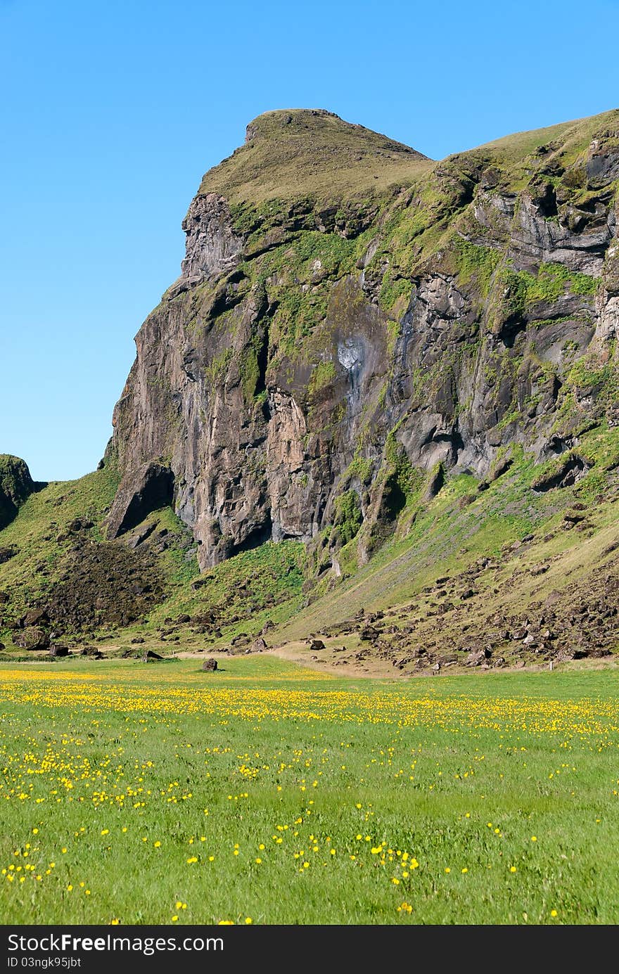 Rocks and flowers in Iceland