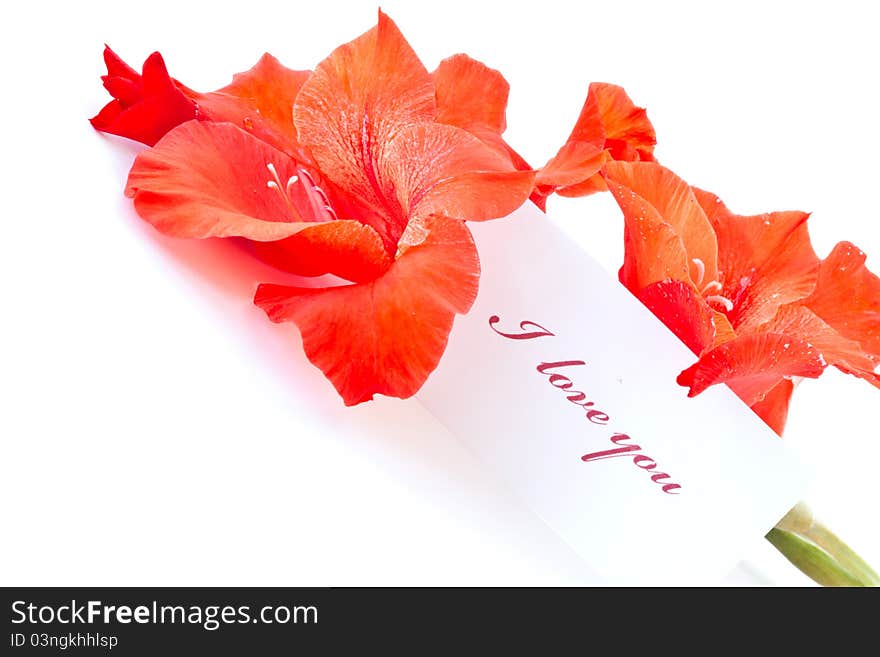 Declaration of love against the backdrop of beautiful flowers