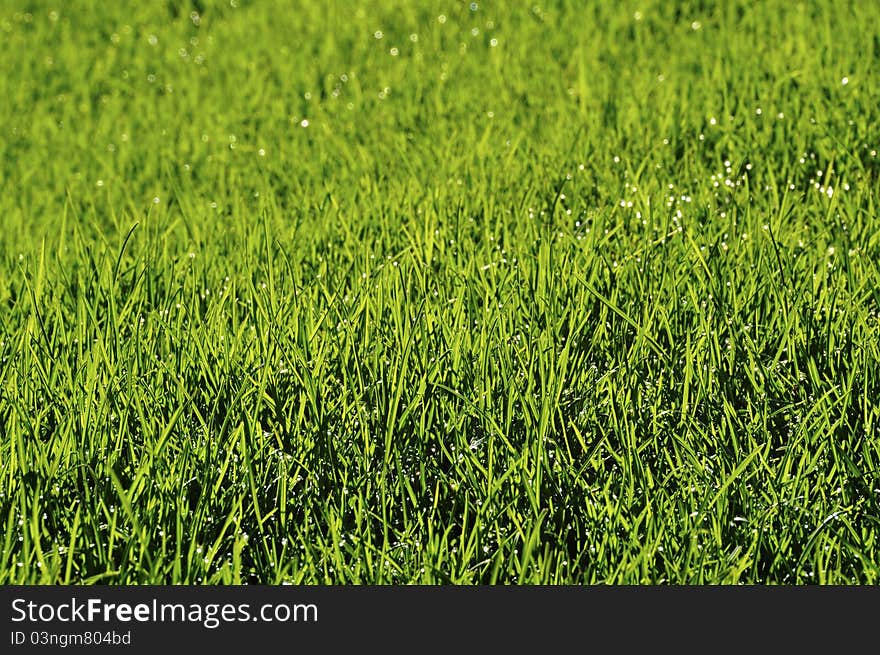 Dew on the lawn by a spring morning. Dew on the lawn by a spring morning