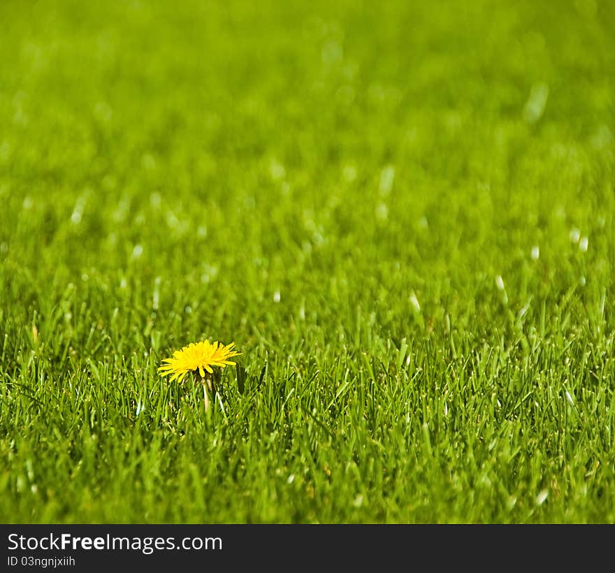 Single dandelion in the lawn. Single dandelion in the lawn