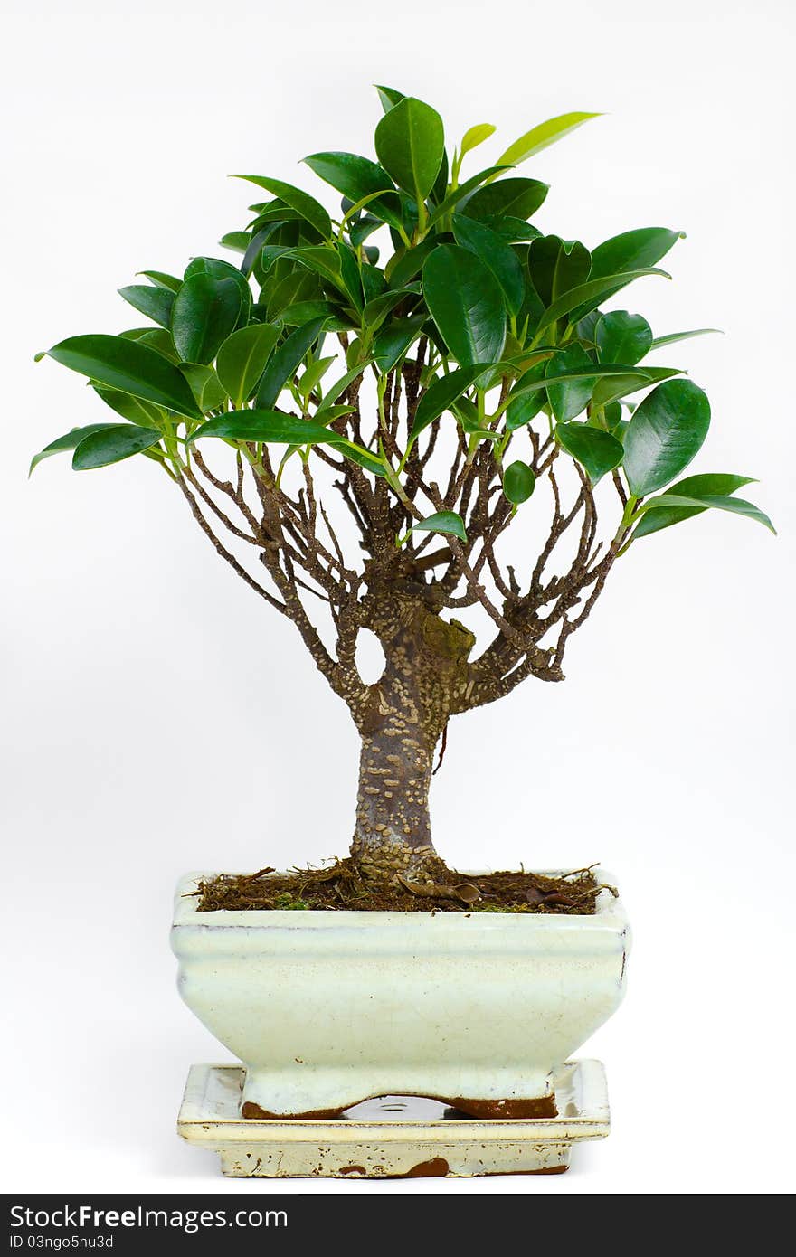 A bonsai tree in a white pot with white abackground.