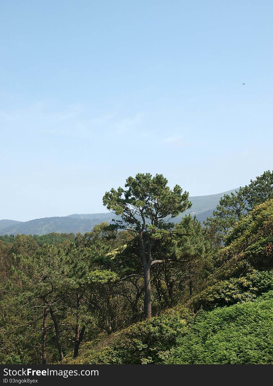 Forest near Luarca in Spain-Asturias