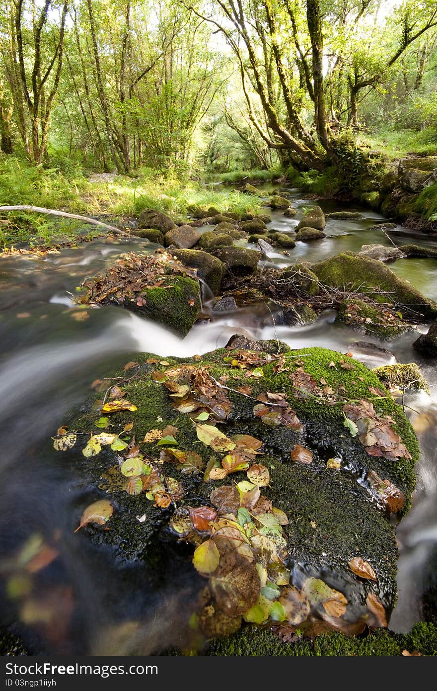 Peaceful mountain stream flows through forest. Peaceful mountain stream flows through forest