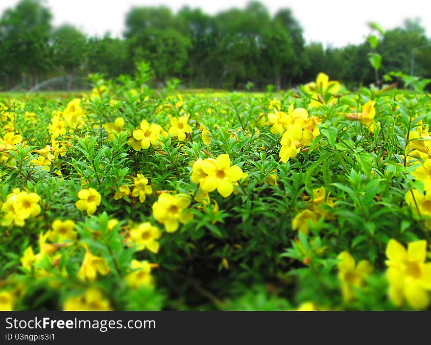 Yellow Flower