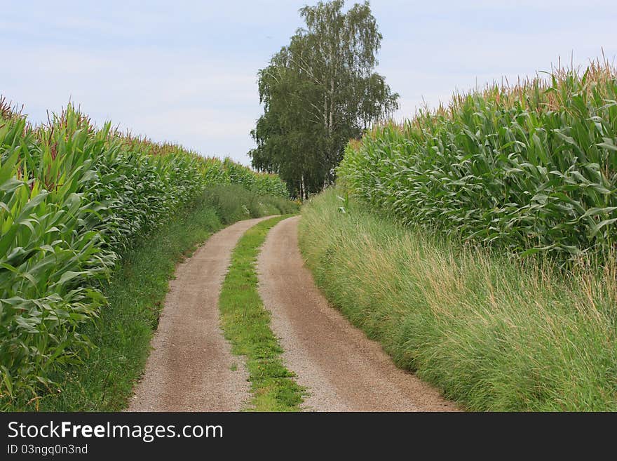 Little pathway between two big corn fields