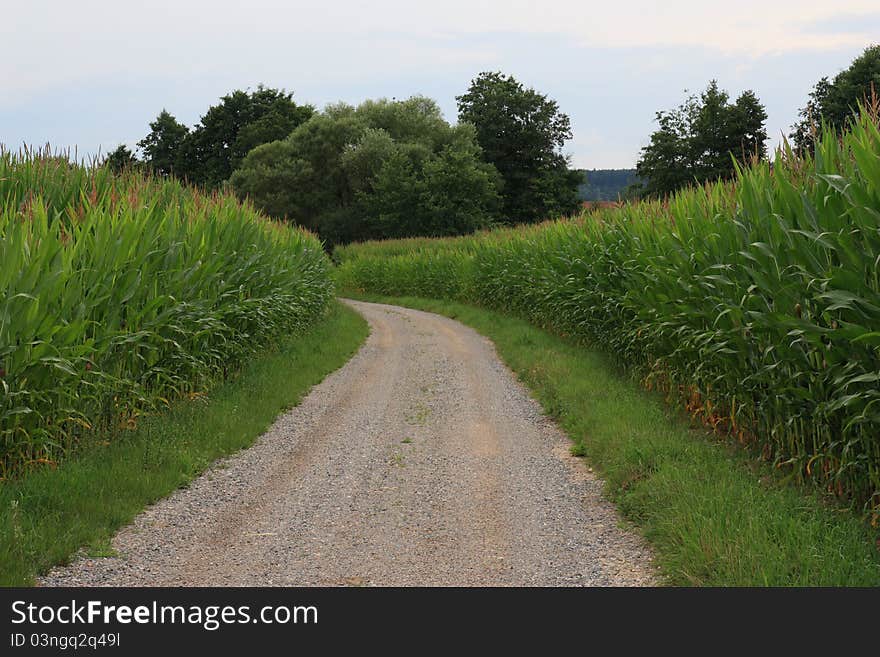 Little pathway between two big corn fields