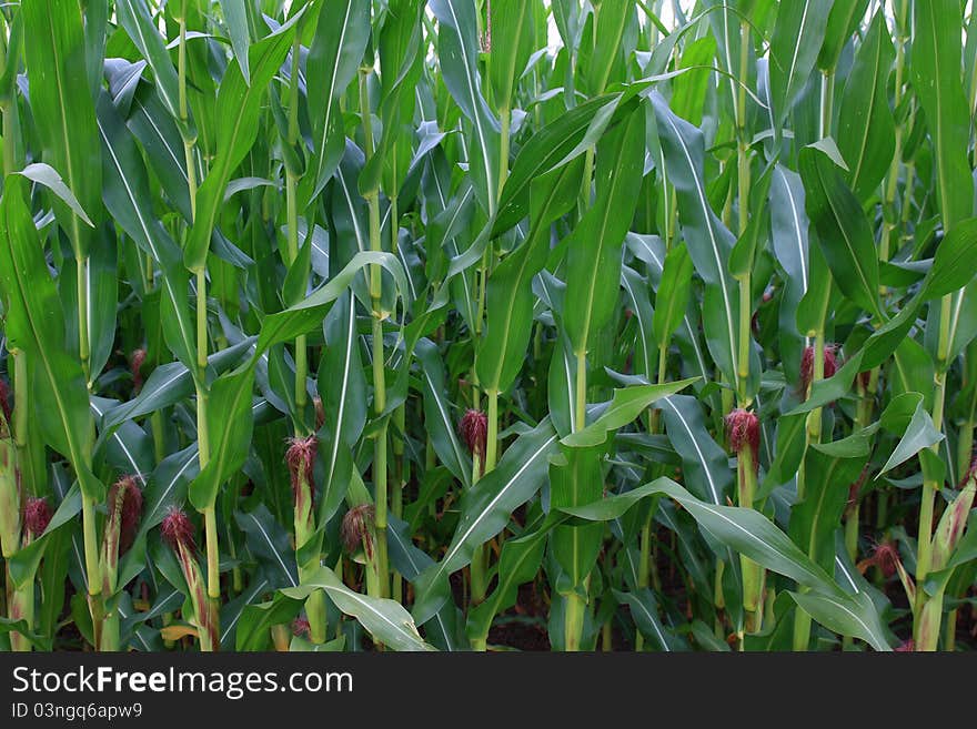 Closup of a corn field in summer