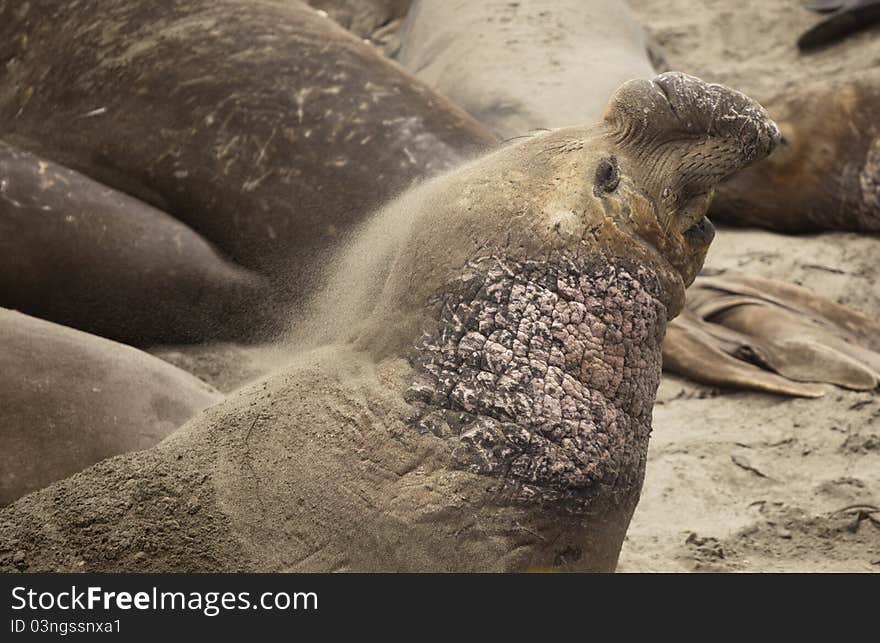 Elephant Seal sand bathing