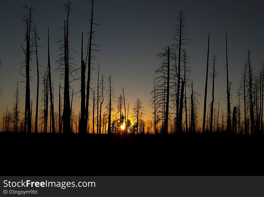 The dead forest