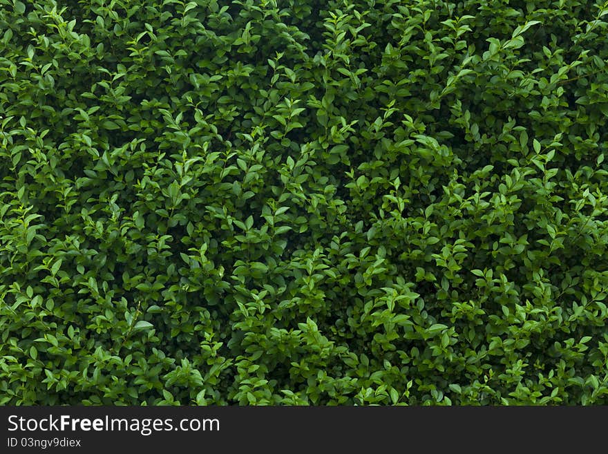 A high resolution image of a green shrubs leaves creating a texture. A high resolution image of a green shrubs leaves creating a texture