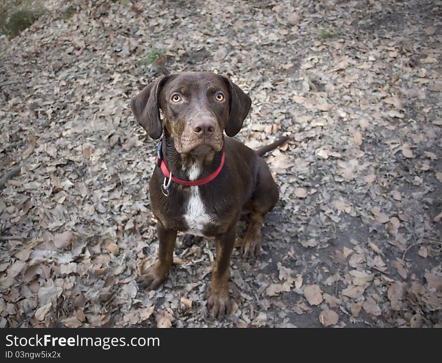 Brown Puppy of Louisiana Leopard Dog in Wood. Brown Puppy of Louisiana Leopard Dog in Wood