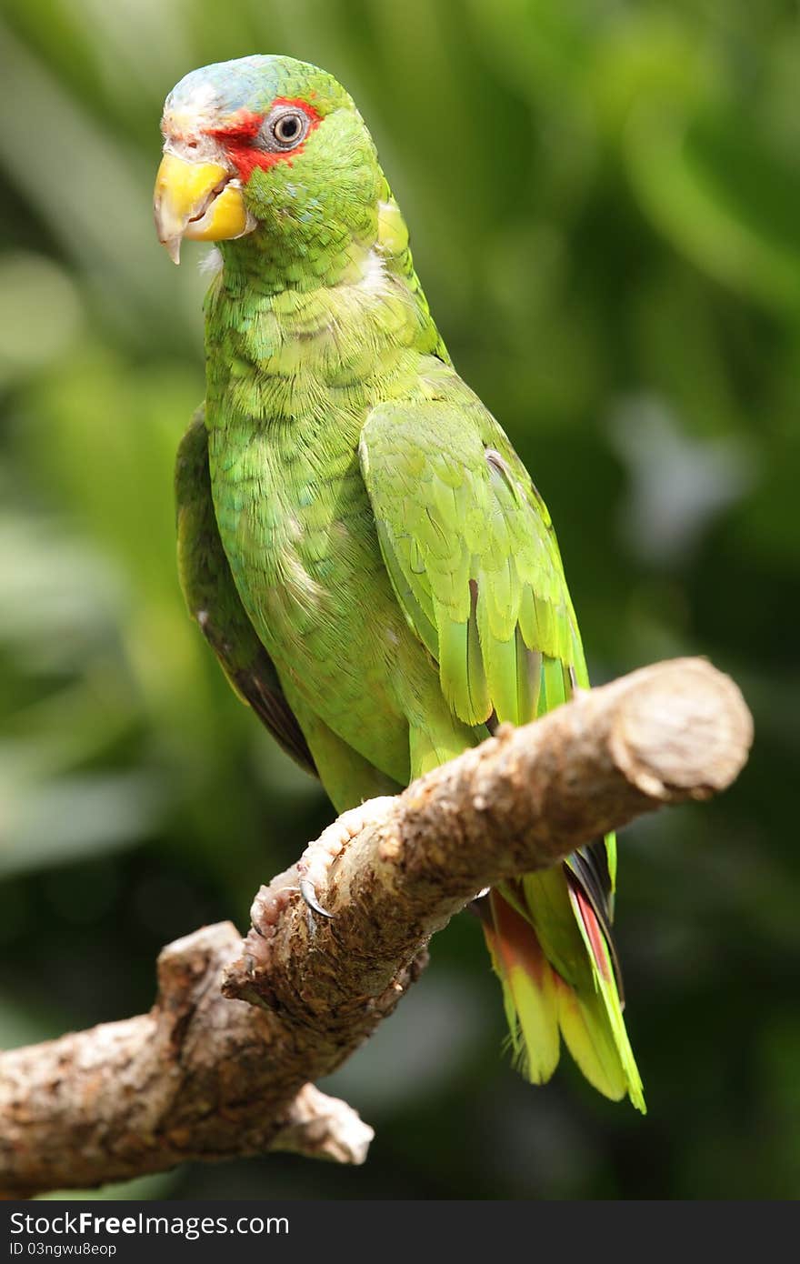 White-fronted Amazon